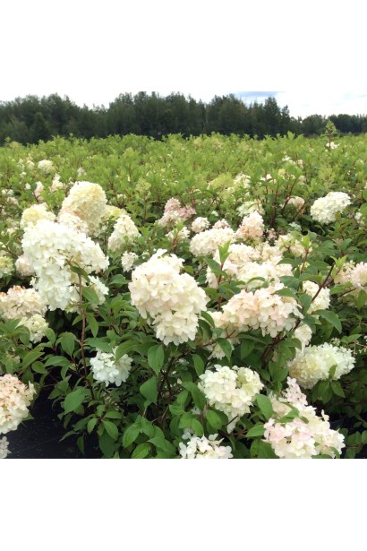Hydrangea paniculata Diamantino